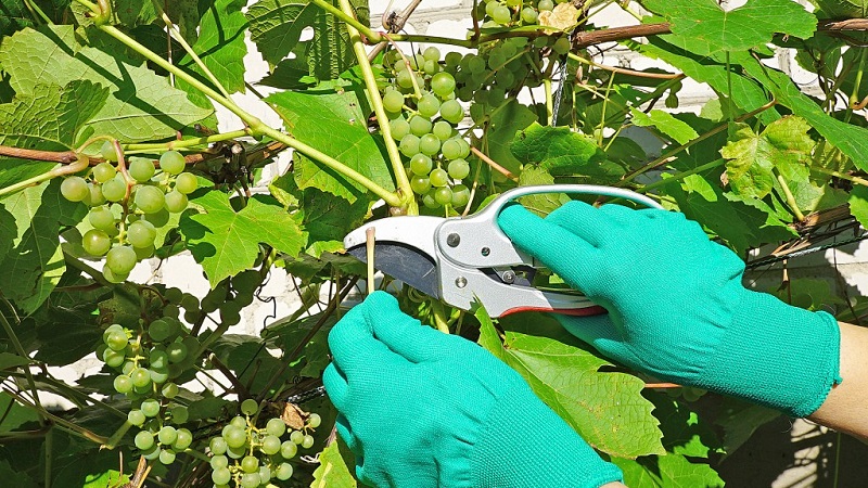 A guide to pruning grapes in August in the Moscow region for beginner winegrowers