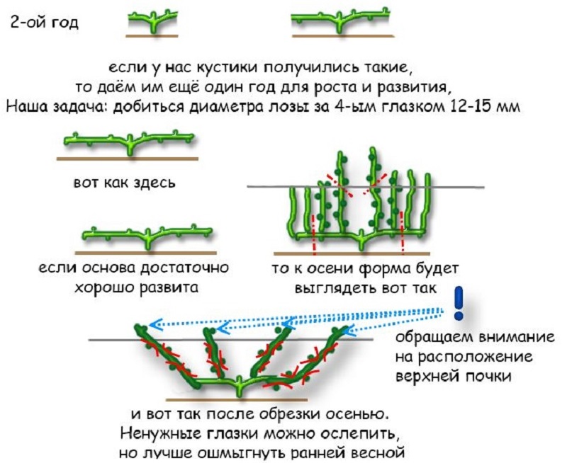 A guide to pruning grapes in August in the Moscow region for beginner winegrowers
