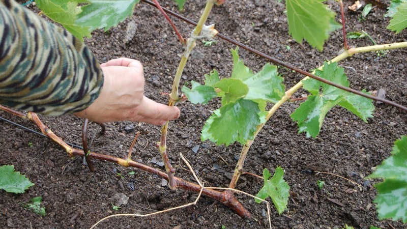 A guide to pruning grapes in August in the Moscow region for beginner winegrowers