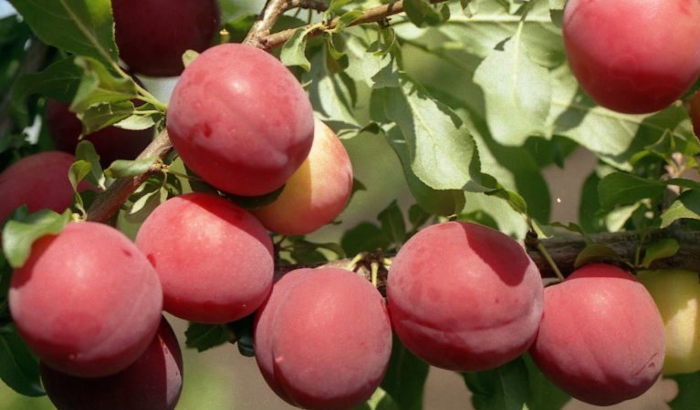 Why is the cherry plum variety July rose good and why it is worth growing
