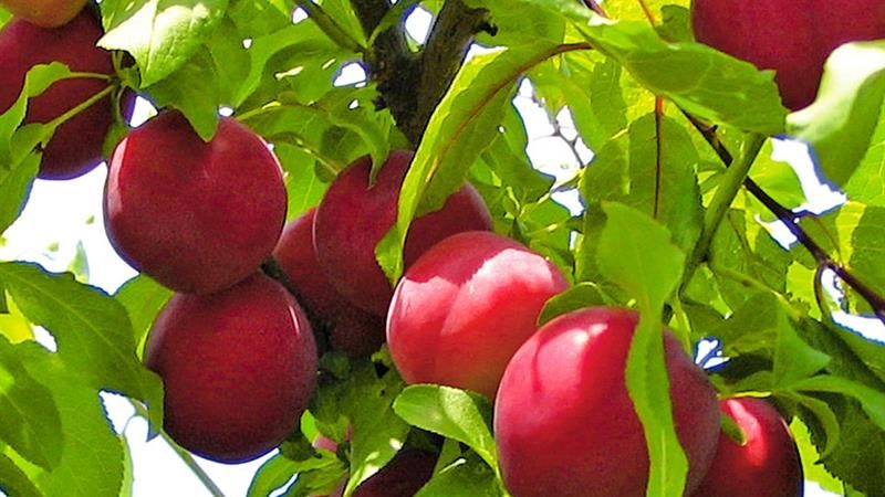 Why is the cherry plum variety July rose good and why it is worth growing