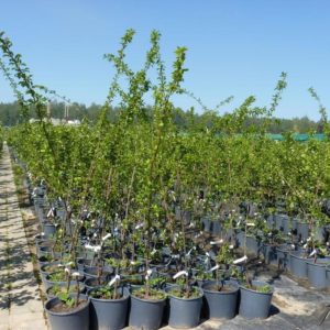 Why is the cherry plum variety July rose good and why it is worth growing