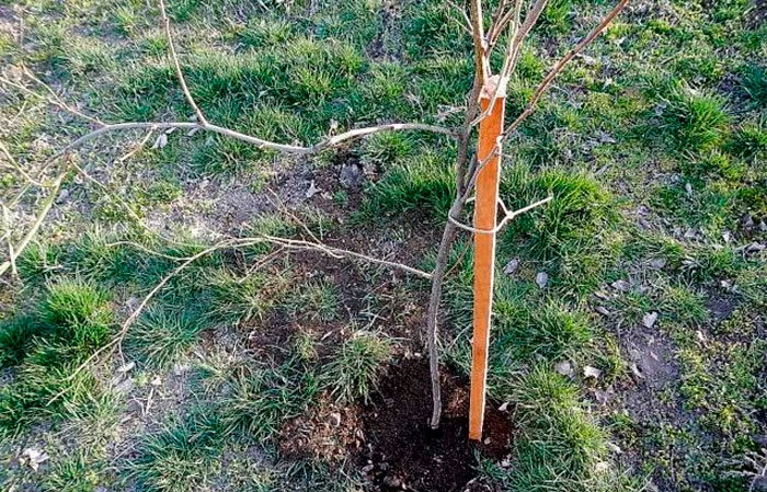 Why is the cherry plum variety July rose good and why it is worth growing