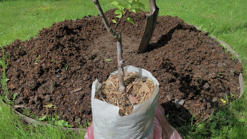 Why is the cherry plum variety July rose good and why it is worth growing