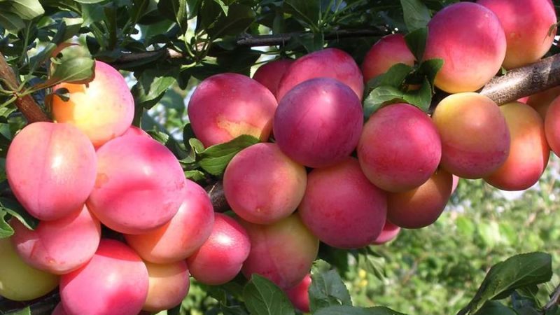 Why is the cherry plum variety July rose good and why it is worth growing