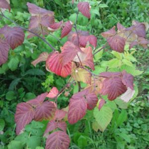 Raspberry leaves turn red in June: why is this happening and what to do about it
