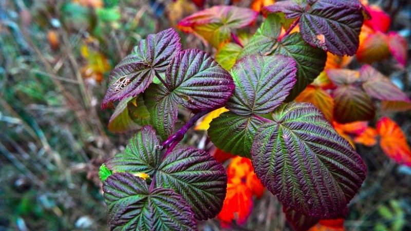 Raspberry leaves turn red in June: why is this happening and what to do about it