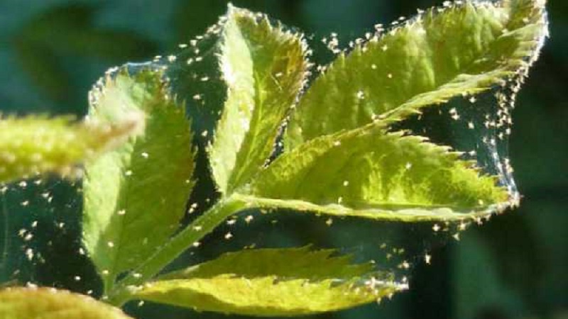 Raspberry leaves turn yellow in summer: what to do and why it happens