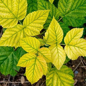 Raspberry leaves turn yellow in summer: what to do and why it happens