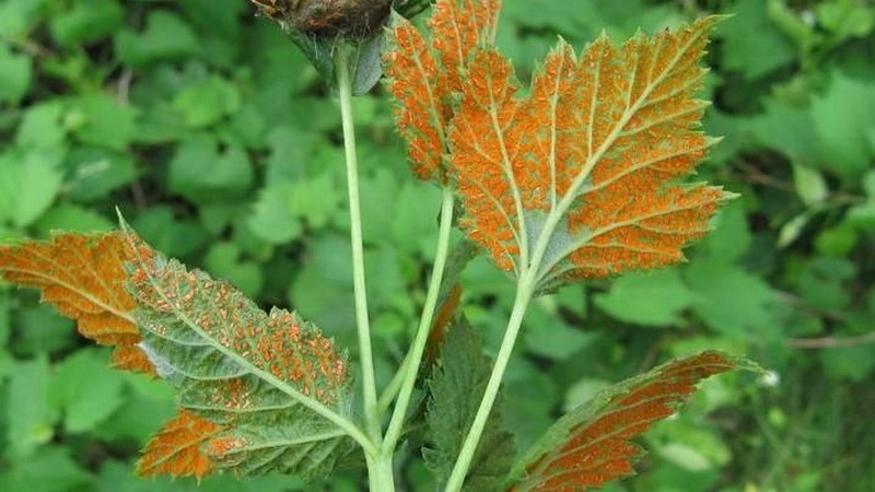 Raspberry leaves turn yellow in summer: what to do and why it happens