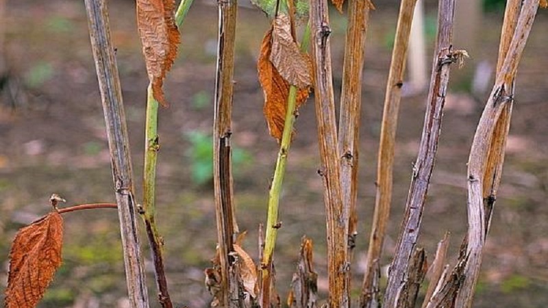 Raspberry leaves turn yellow in summer: what to do and why it happens