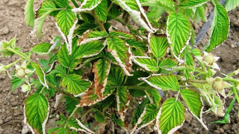 Raspberry leaves turn yellow in summer: what to do and why it happens