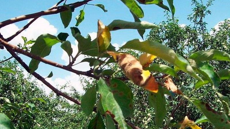 Apple leaves turn yellow in June: what to do and why it happens - a guide for gardeners