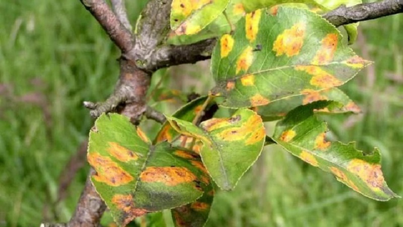 Apple leaves turn yellow in June: what to do and why it happens - a guide for gardeners