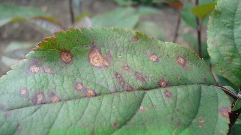 Apple leaves turn yellow in June: what to do and why it happens - a guide for gardeners
