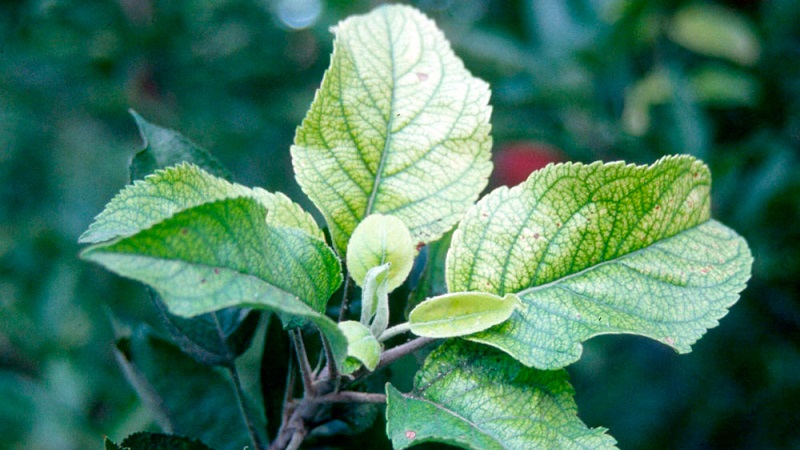 Apple leaves turn yellow in June: what to do and why it happens - a guide for gardeners