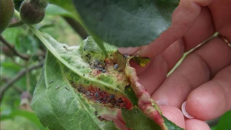 Apple leaves turn yellow in June: what to do and why it happens - a guide for gardeners