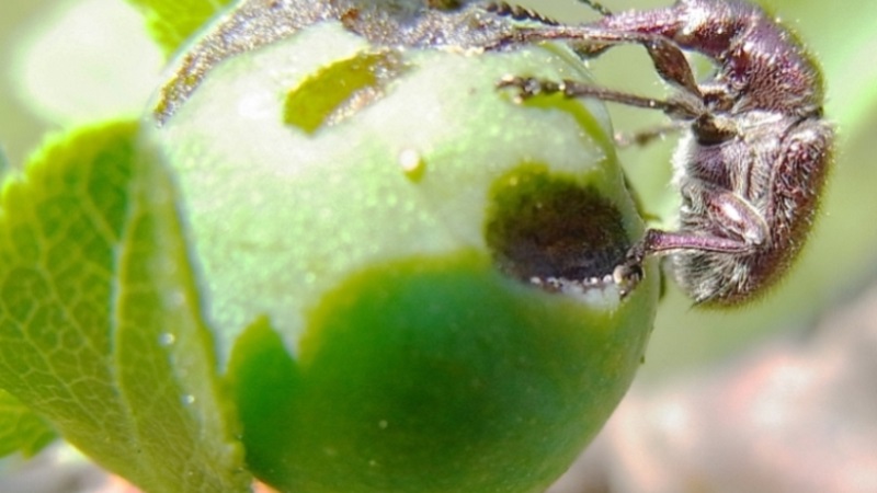 Apple leaves turn yellow in June: what to do and why it happens - a guide for gardeners