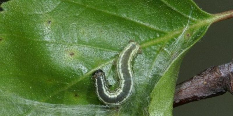 Apple leaves turn yellow in June: what to do and why it happens - a guide for gardeners