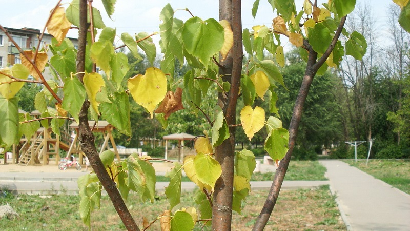 Apple leaves turn yellow in June: what to do and why it happens - a guide for gardeners