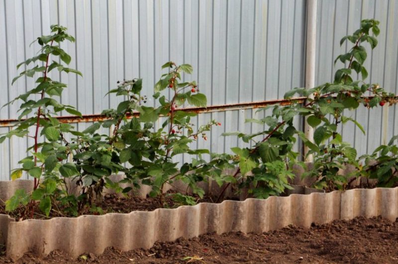 Instructions for breeding raspberries in summer by cuttings for beginner gardeners