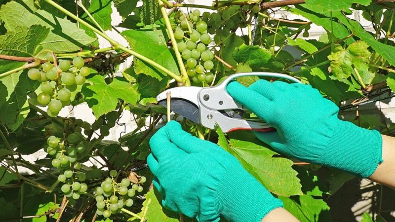 How to properly care for grapes in July: what to do, tips for novice winegrowers