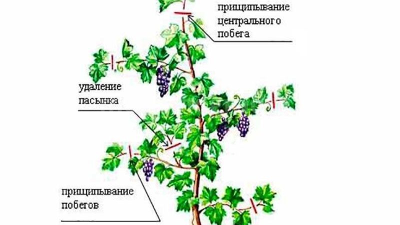 How to properly care for grapes in July: what to do, tips for novice winegrowers