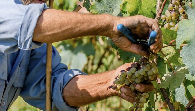 August Grape Care Guide & Tips from Experienced Winegrowers