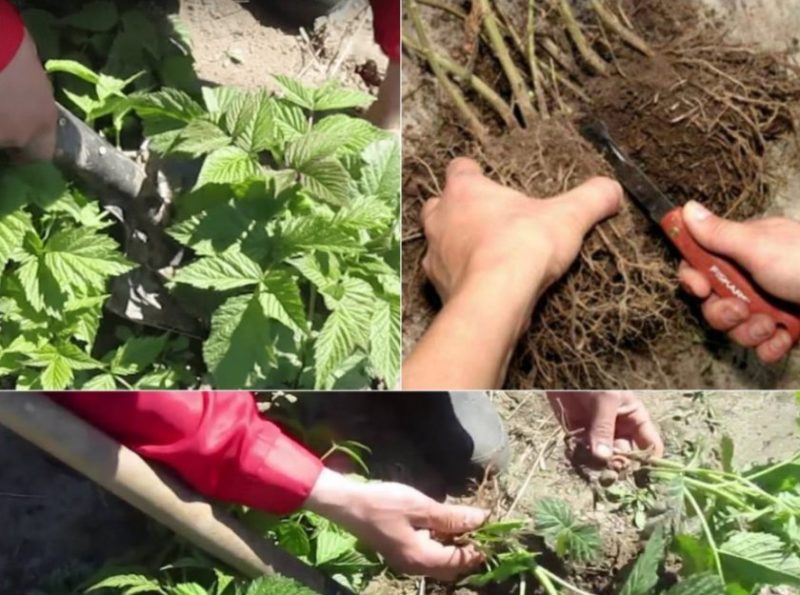 Instructions for breeding raspberries in summer by cuttings for beginner gardeners