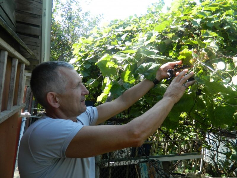 What grape care is required in June and how to properly carry it out