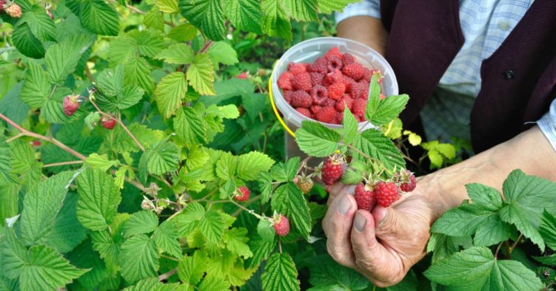 Raspberry Care Guide After Harvesting July