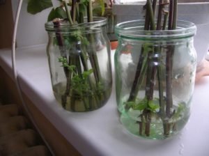 Instructions for breeding raspberries in summer by cuttings for beginner gardeners