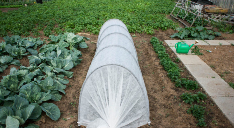 What to do if the onion rots in the garden and why it happens
