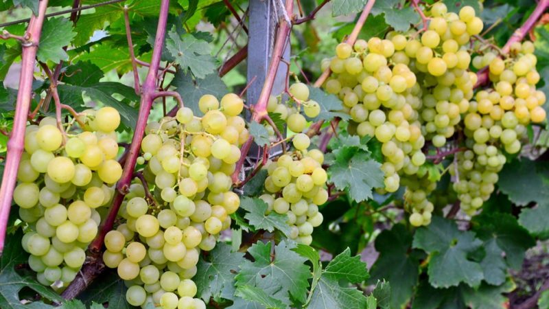 Is it possible to accelerate the ripening of grapes in August and how to do it