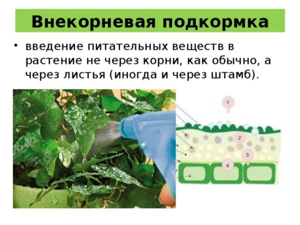 How and what to feed remontant raspberries in July