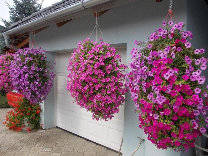 Growing ampelous petunias and care: pinching for a gorgeous lush flowering