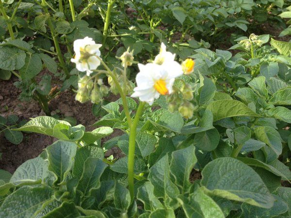 Life hacks of experienced farmers: why pick flowers from potatoes and what does it give