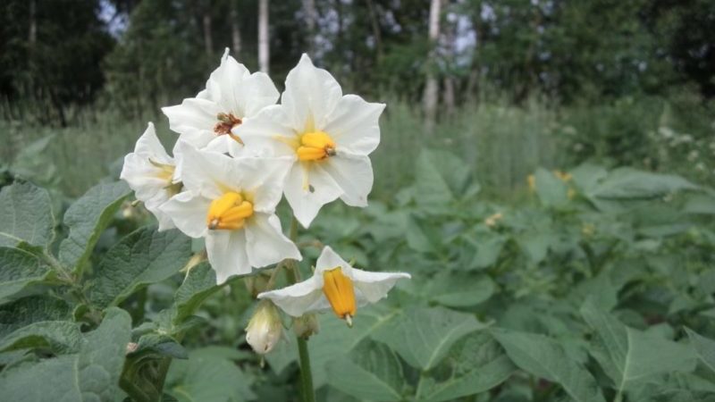 Life hacks of experienced farmers: why pick flowers from potatoes and what does it give