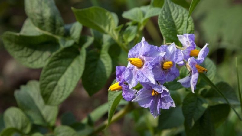 Life hacks of experienced farmers: why pick flowers from potatoes and what does it give