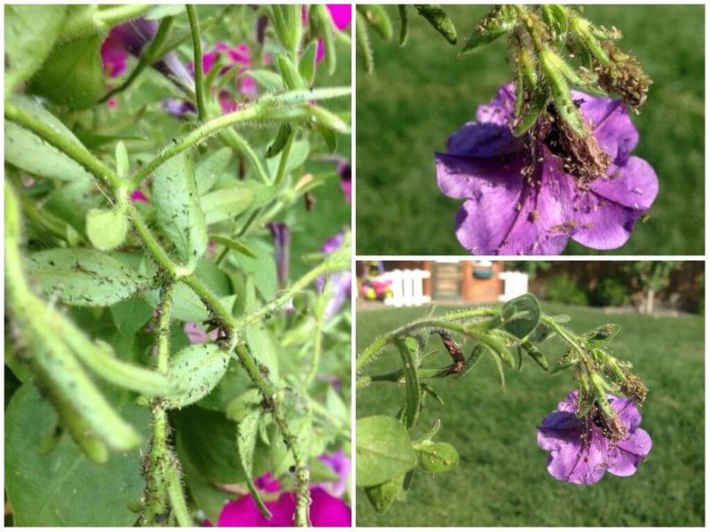 Growing ampelous petunias and care: pinching for a gorgeous lush flowering