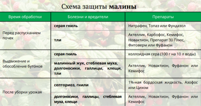 Raspberry Care Guide After Harvesting July