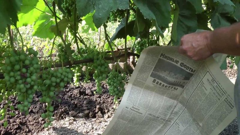 How to properly care for grapes in July: what to do, tips for novice winegrowers