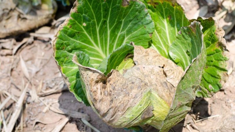 Why cabbage leaves turn yellow and what to do about it