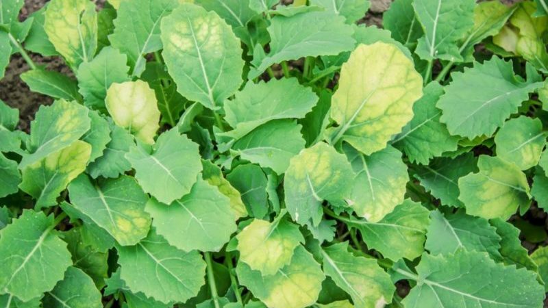 Why cabbage leaves turn yellow and what to do about it