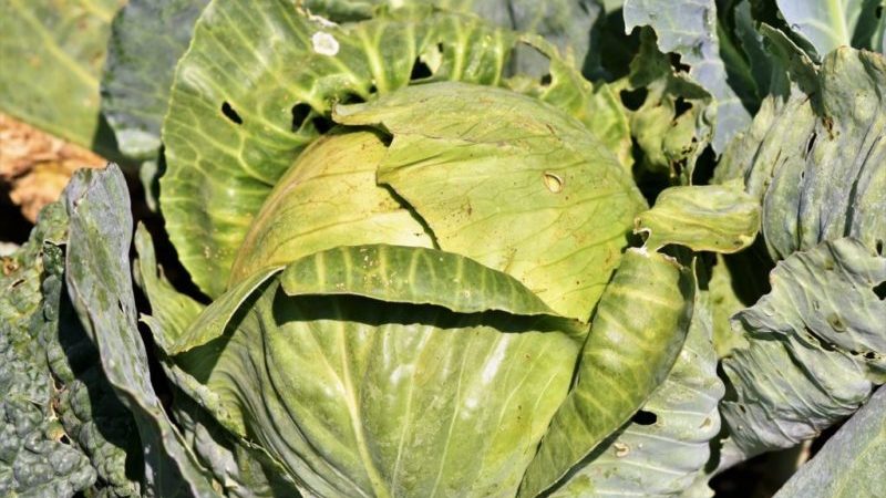 Why cabbage leaves turn yellow and what to do about it