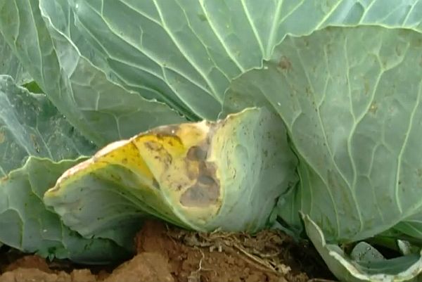 Why cabbage leaves turn yellow and what to do about it