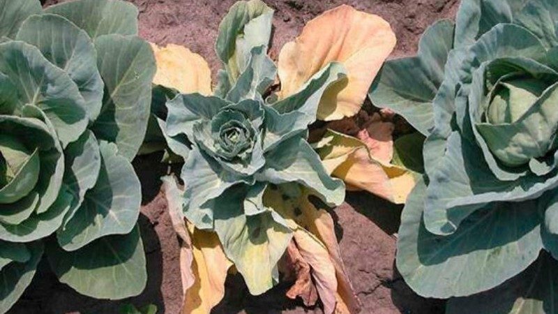 Why cabbage leaves turn yellow and what to do about it