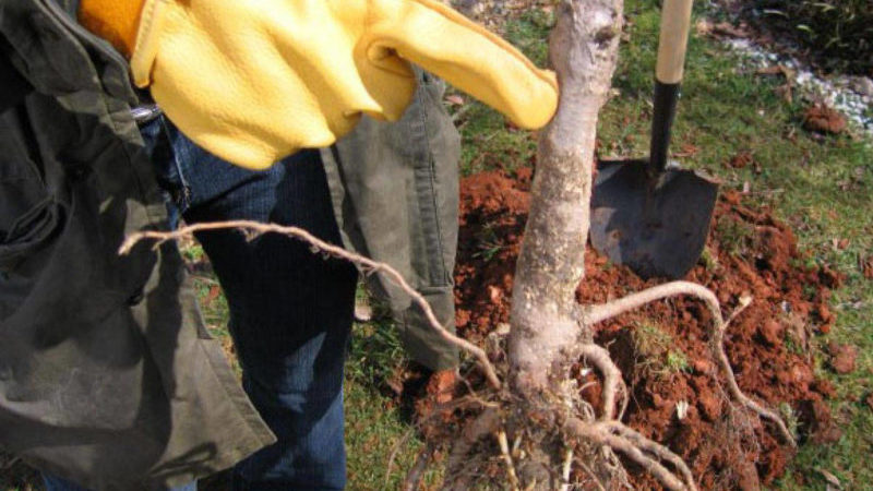 Instructions for transplanting cherries in the summer to another place for novice gardeners