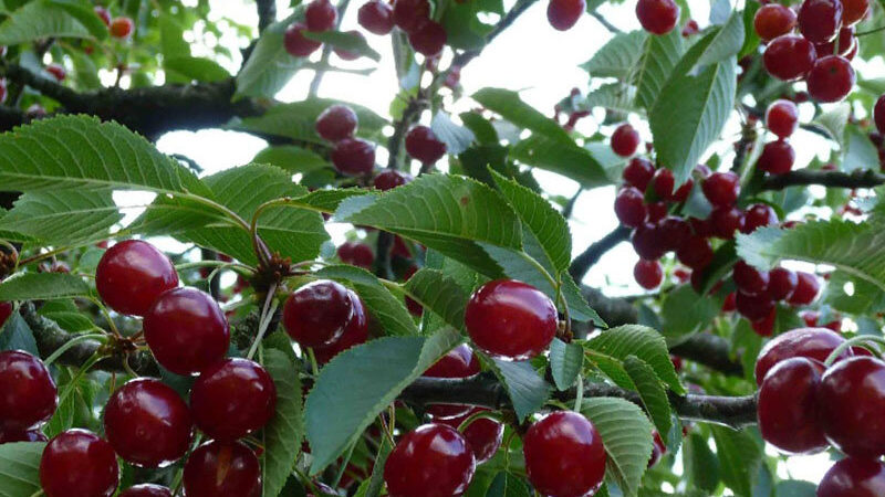 Instructions for transplanting cherries in the summer to another place for novice gardeners