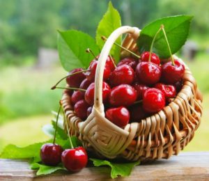 Instructions for transplanting cherries in the summer to another place for novice gardeners